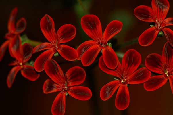 le rouge et le noir macro
