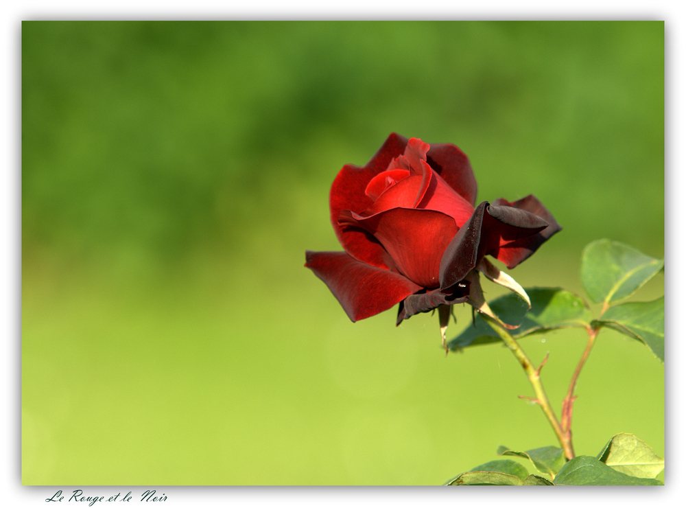 Le Rouge et le Noir- Parfumrose