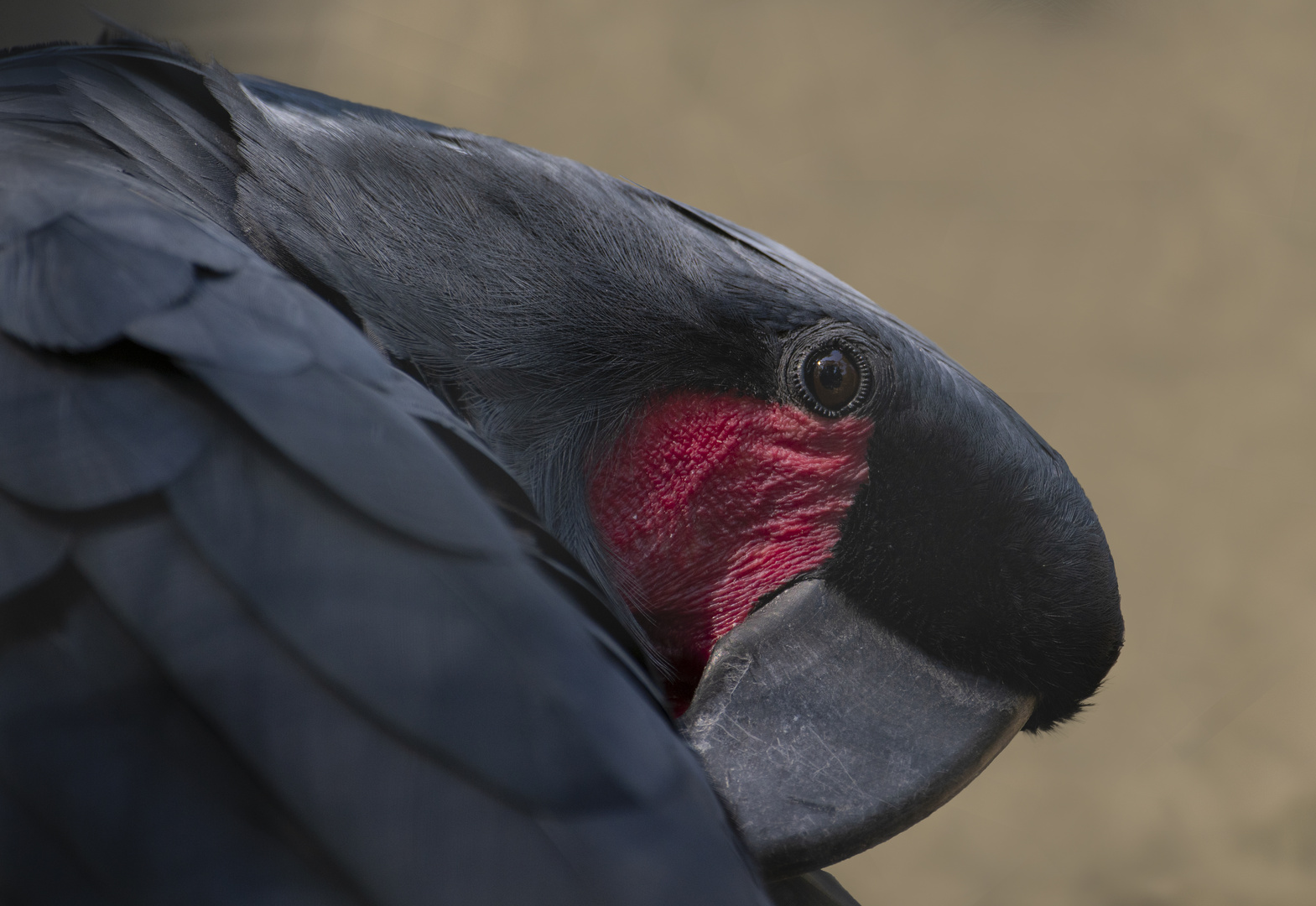 Le rouge et le noir (Probosciger aterrimus, microglosse ou cacatoès noir)