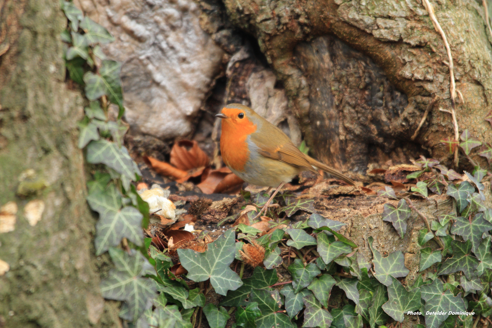 Le rouge gorge