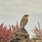 le rouge-gorge 