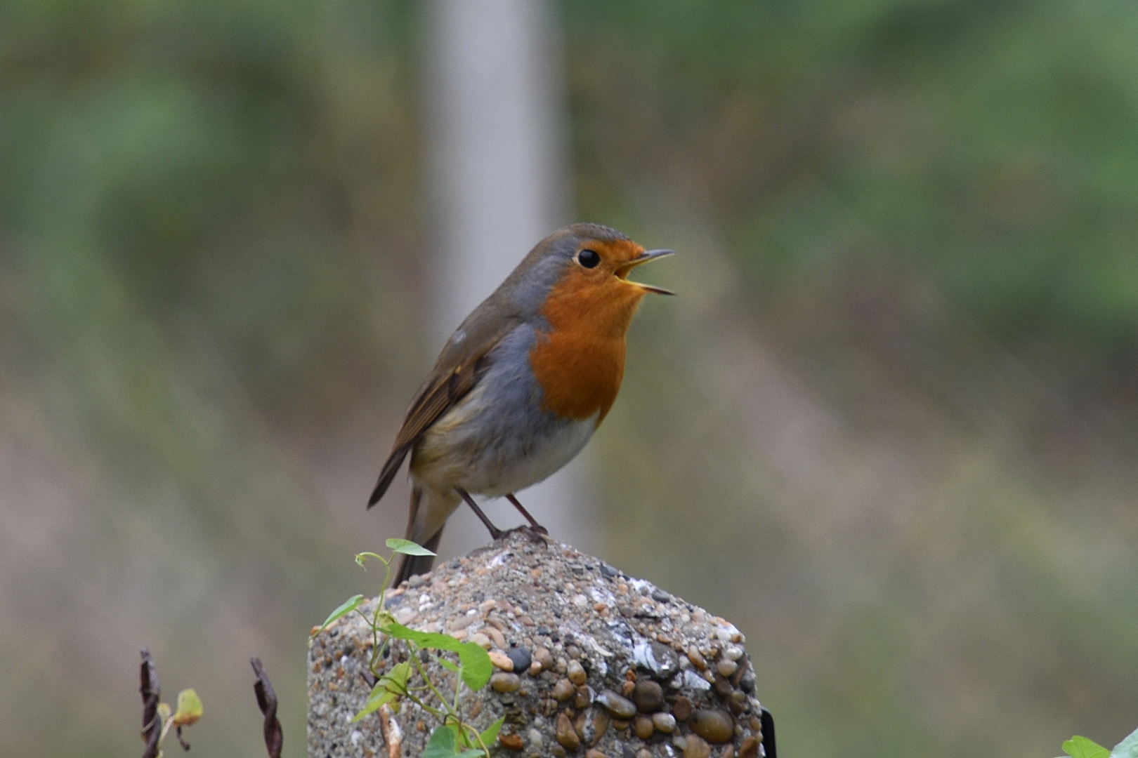 le rouge-gorge