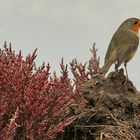 Le rouge-gorge !