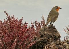 Le rouge-gorge !