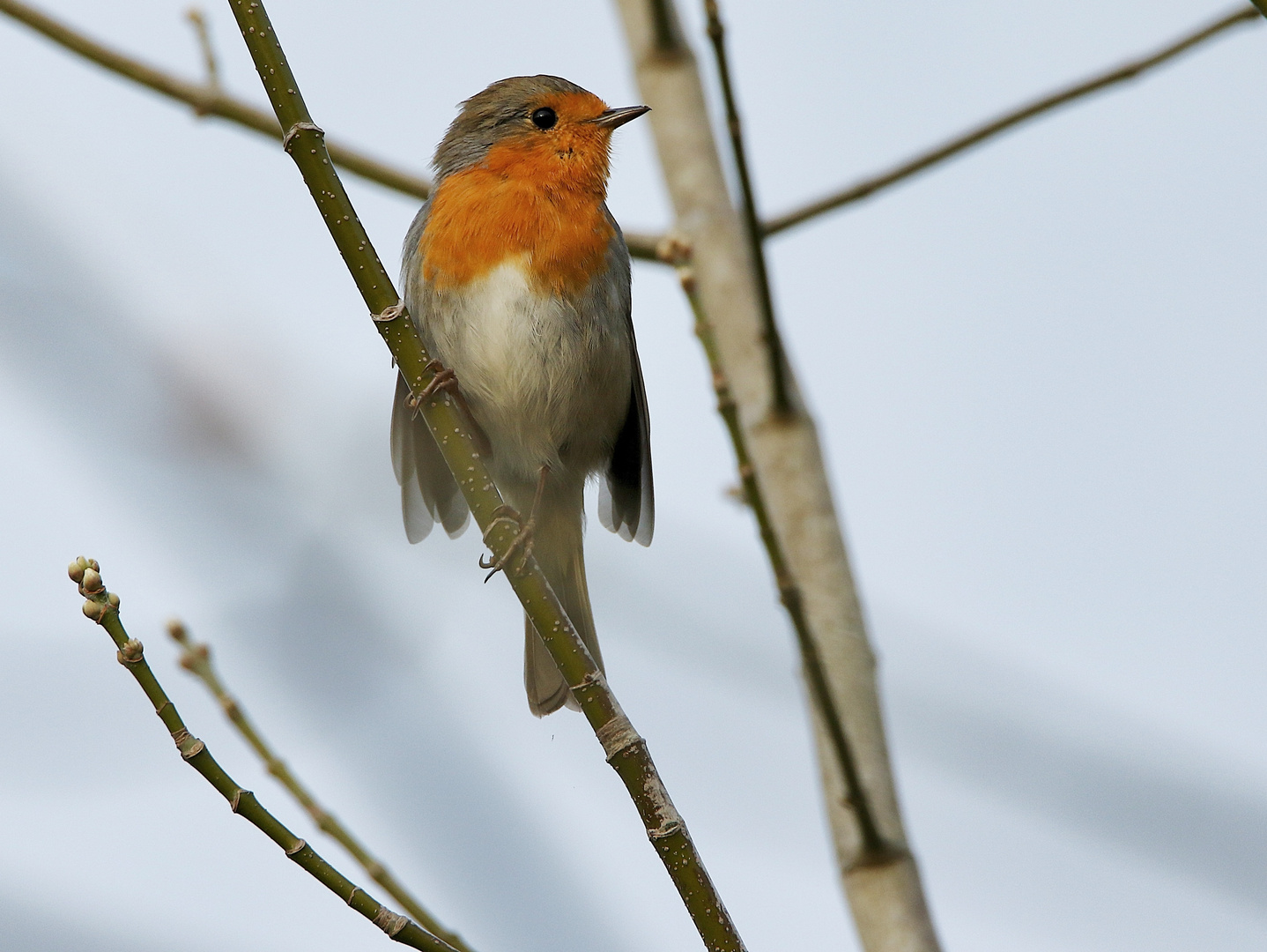 le rouge-gorge !