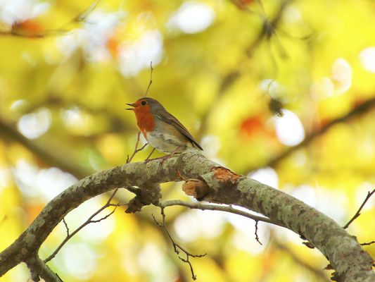 le rouge gorge !