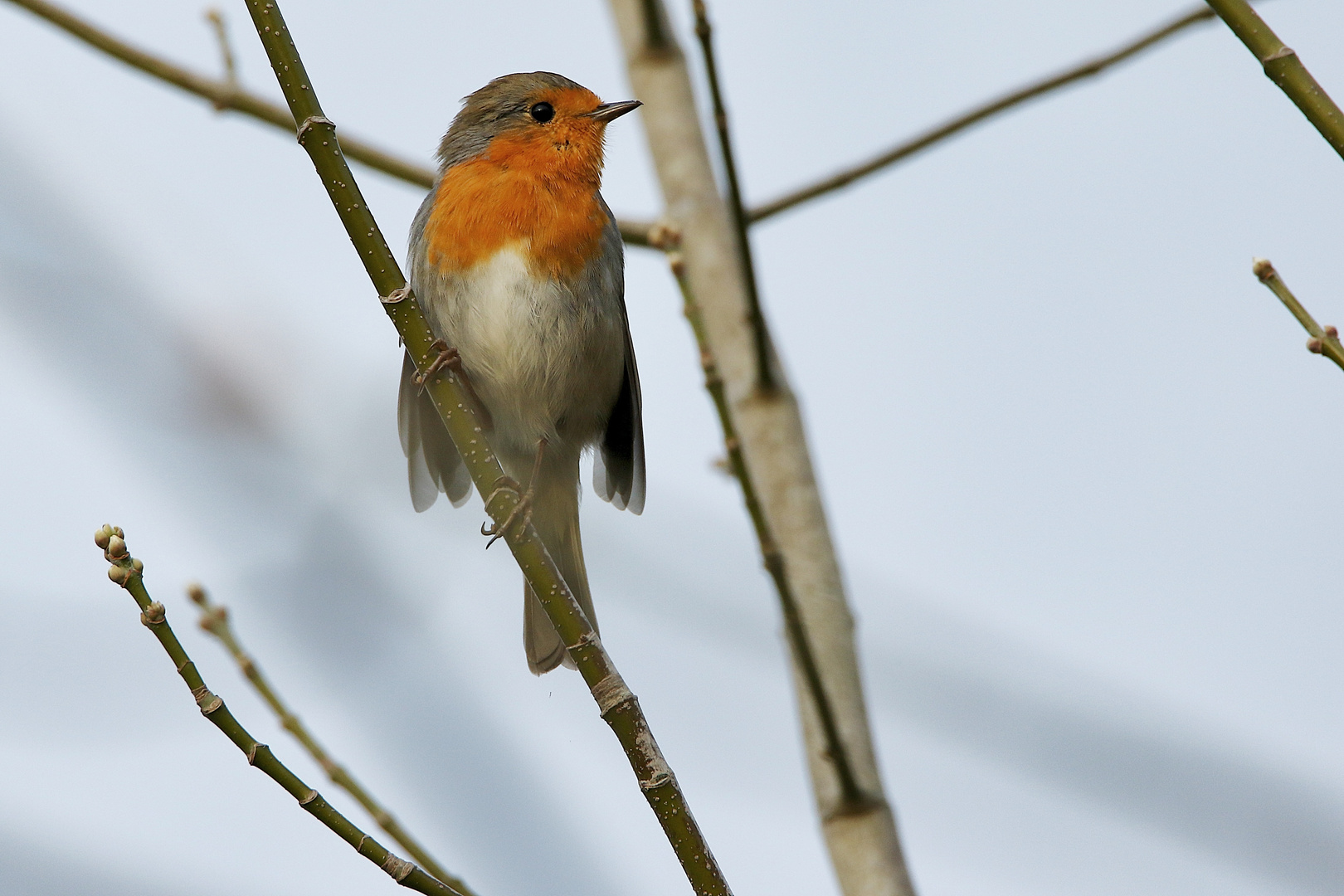 le rouge-gorge !