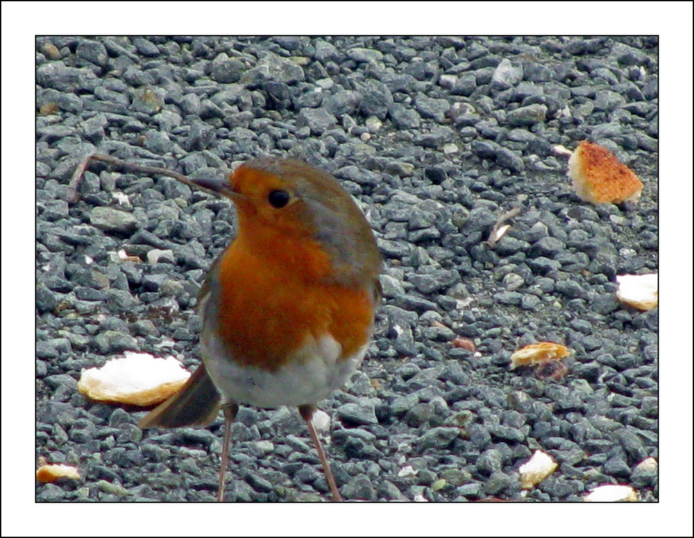 le rouge gorge