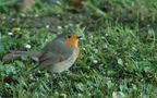 le rouge gorge de Jacquot.H