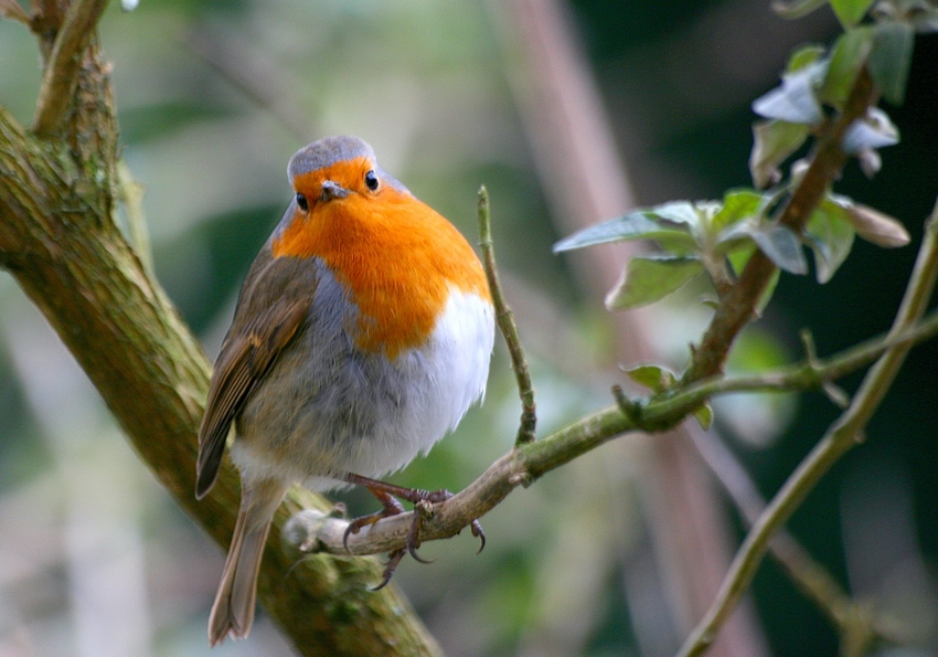 le rouge ~ gorge