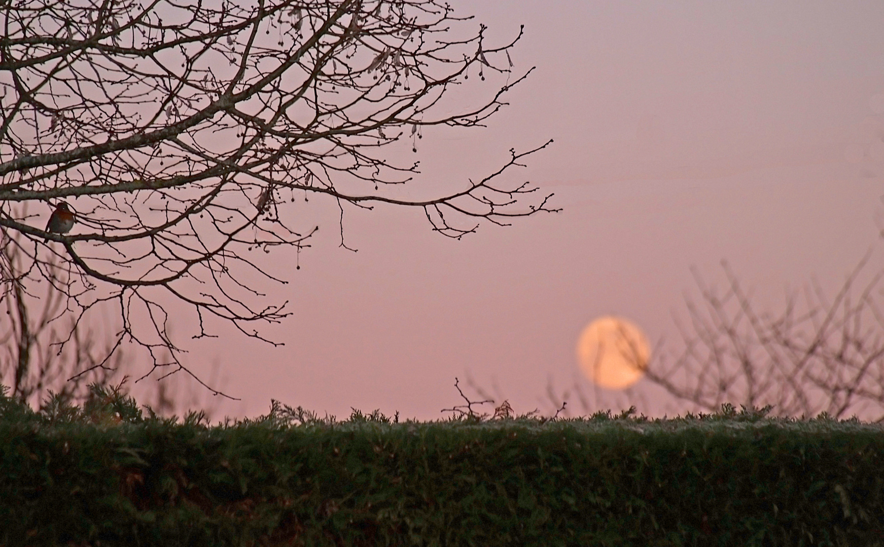 Le rouge-gorge au coucher de lune