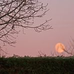 Le rouge-gorge au coucher de lune