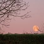 Le rouge-gorge au coucher de lune