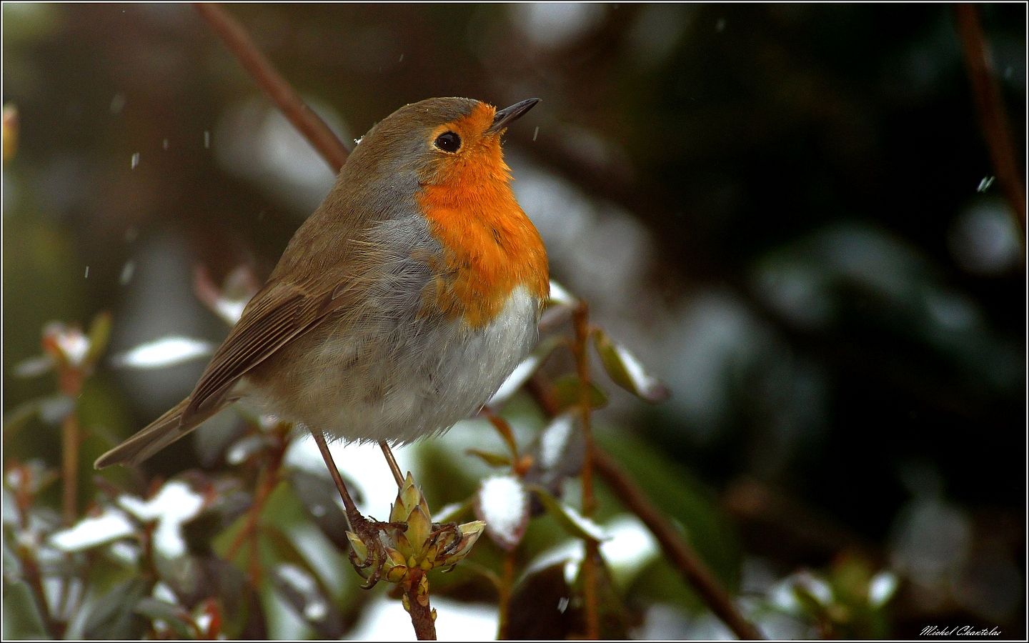 le rouge gorge