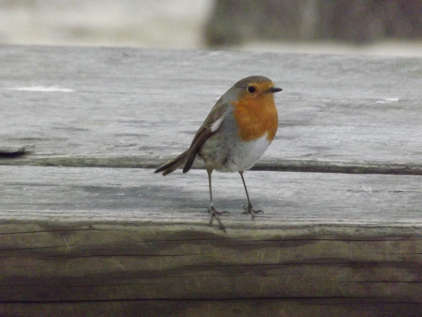 le rouge gorge