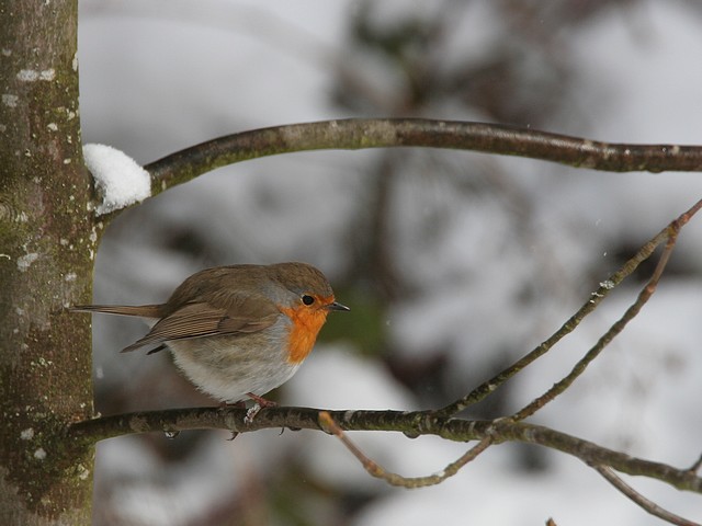 Le Rouge-gorge