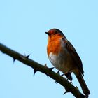 le rouge gorge dans tous ses états