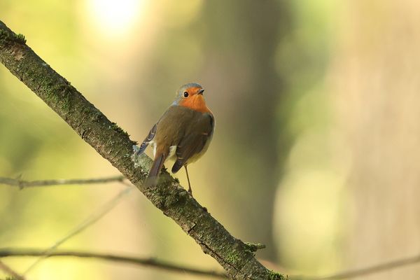 Le Rouge-gorge des bois de Montliffé...