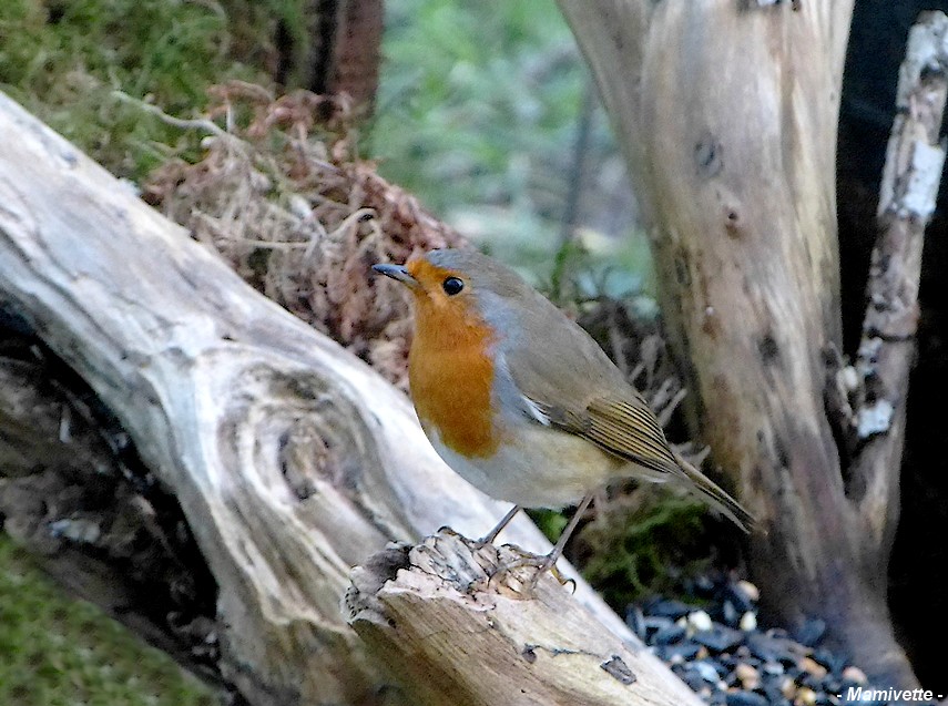 Le rouge-gorge du jardin