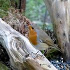 Le rouge-gorge du jardin