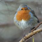 Le rouge gorge du Teich