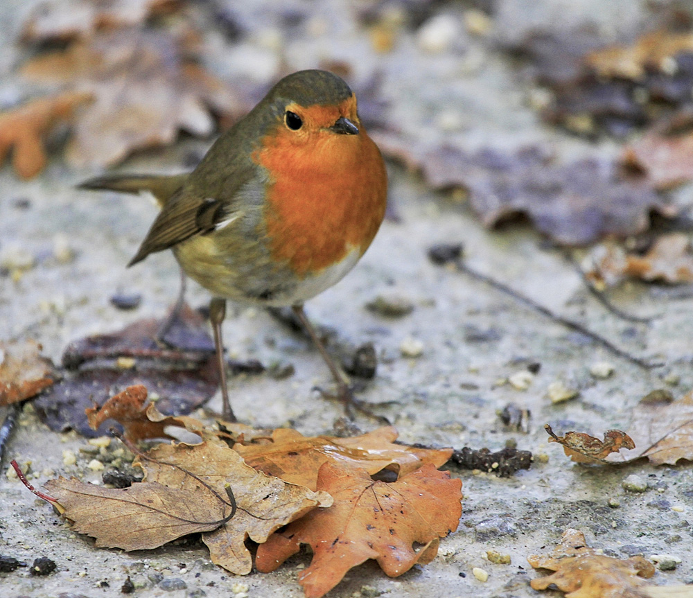 le rouge-gorge !