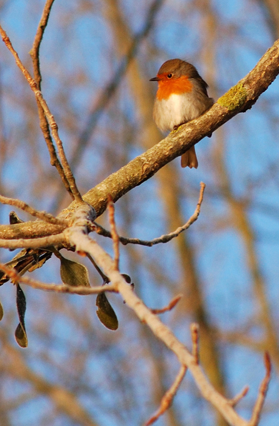 Le rouge-gorge