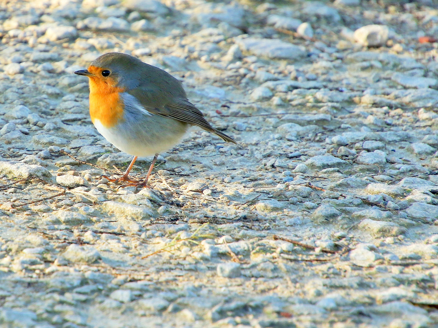 le rouge-gorge en balade !