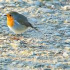 le rouge-gorge en balade !