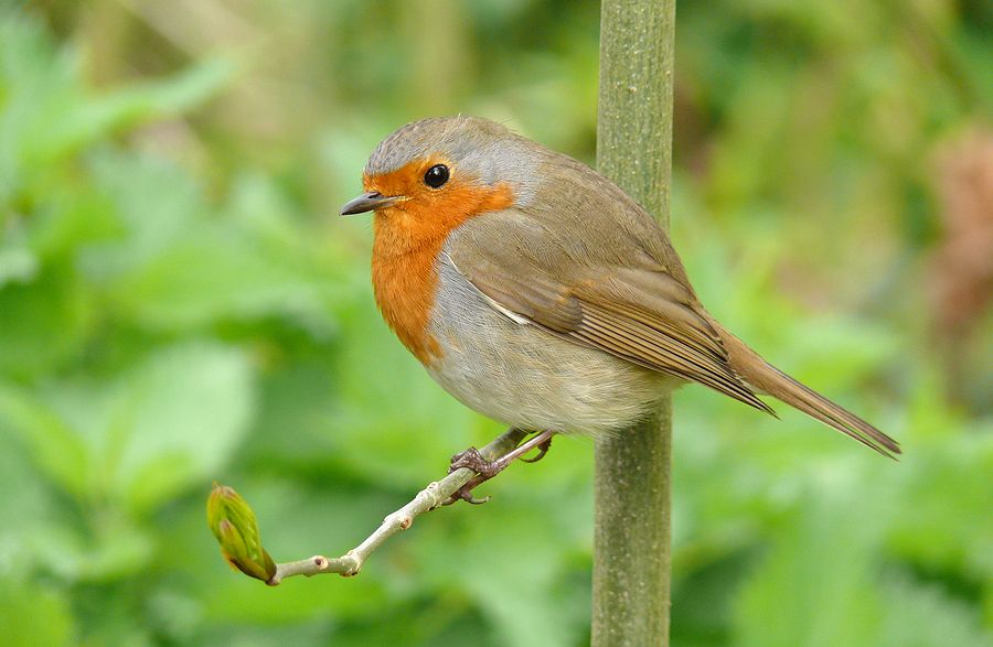 Le Rouge-gorge familier 2 de Naturel9