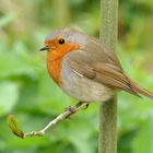 Le Rouge-gorge familier 2 de Naturel9