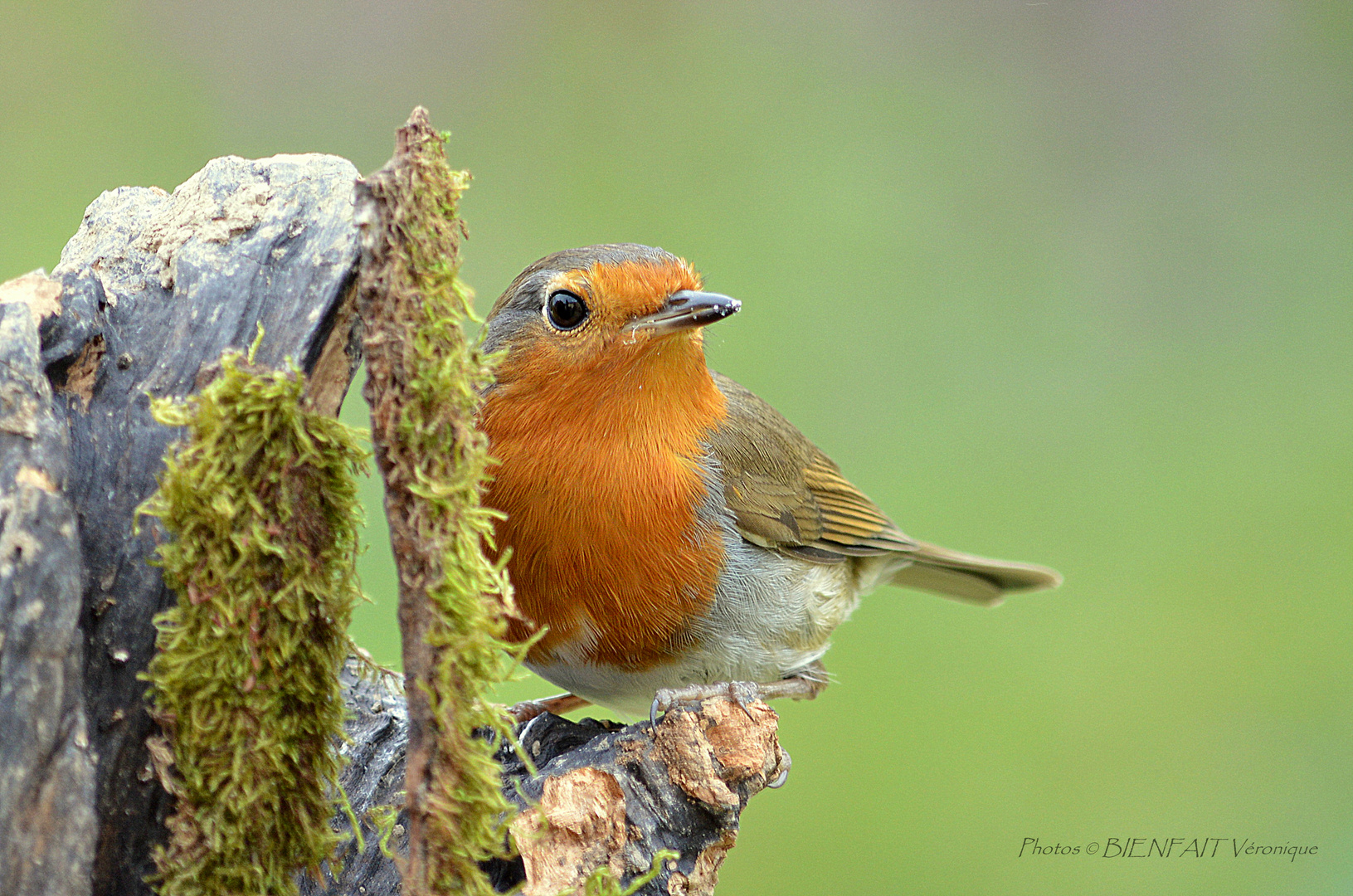 Le rouge-gorge familier