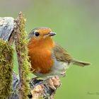 Le rouge-gorge familier