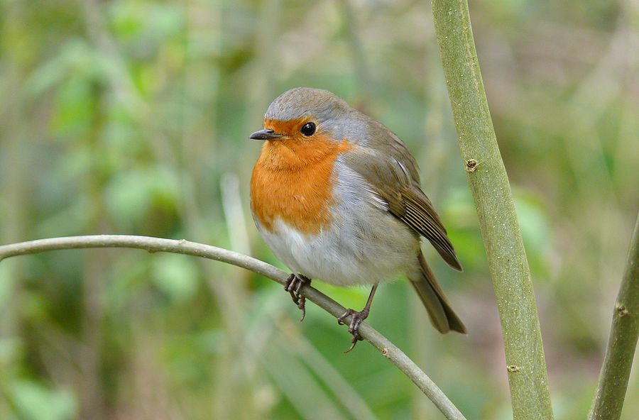 Le rouge-gorge familier présenté par Naturel9.