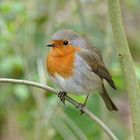 Le rouge-gorge familier présenté par Naturel9.