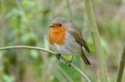 Le rouge-gorge familier présenté par Naturel9. de Nature9 