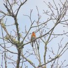 le rouge-gorge 