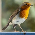 Le Rouge Gorge sur le balcon aujourd'hui 