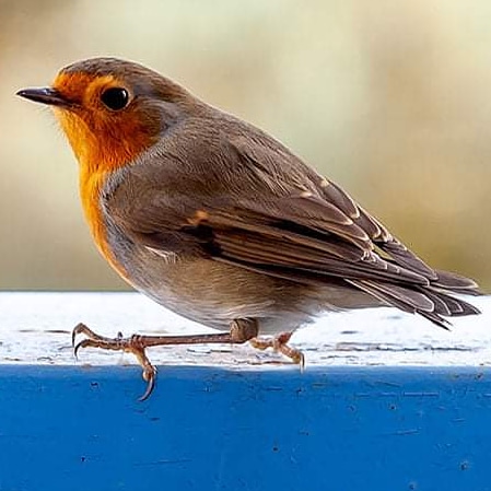 Le Rouge-gorge sur le balcon ce matin 