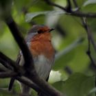 Le Rouge gorge sur sa branche