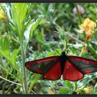 *le rouge & le noir*