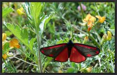 *le rouge & le noir*