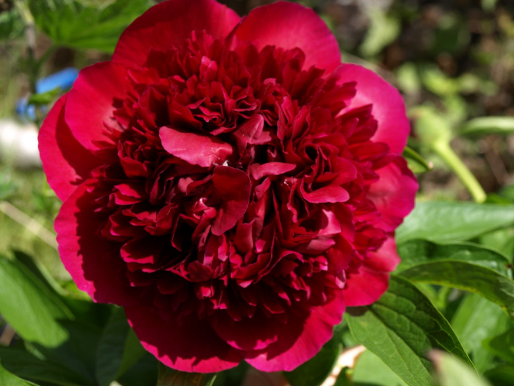 Le rouge Pivoine