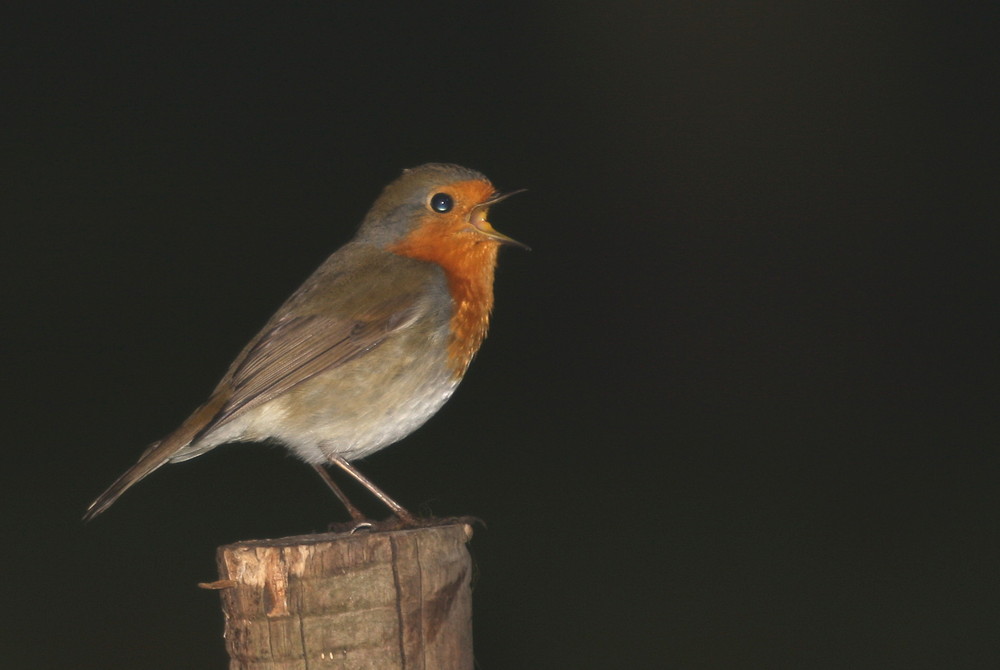 Le Rougegorge ça chante la nuit....aussi