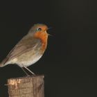 Le Rougegorge ça chante la nuit....aussi