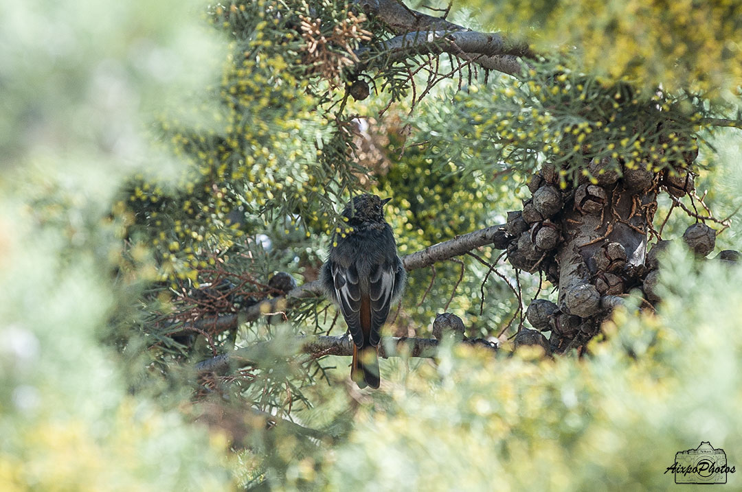 Le Rougequeue Noir dans l'arbre ce matin