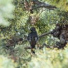 Le Rougequeue Noir dans l'arbre ce matin