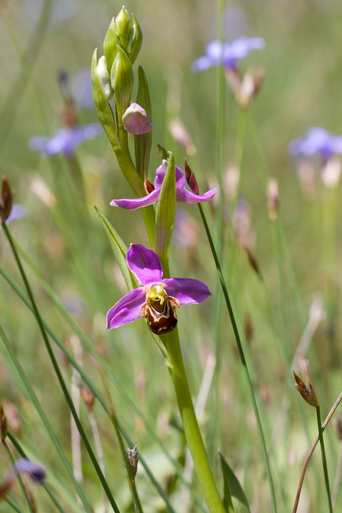 Le royaume de l'Ophris apifera