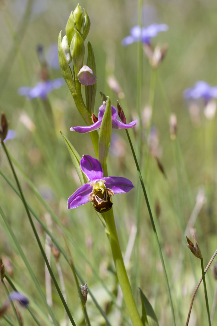 Le royaume de l'Ophris apifera