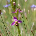 Le royaume de l'Ophris apifera